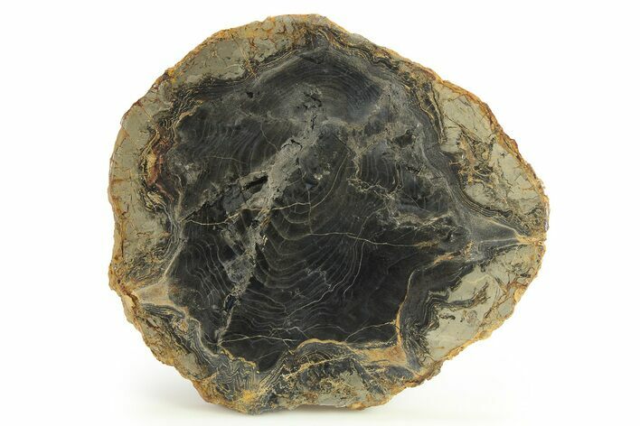 Polished Petrified Wood Round - Sweet Home, Oregon #290584